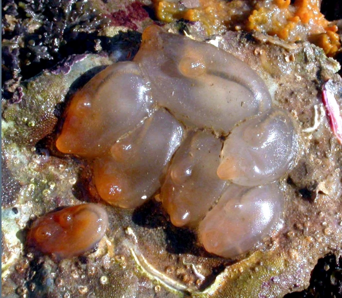 Sea Squirt OCEAN TREASURES Memorial Library